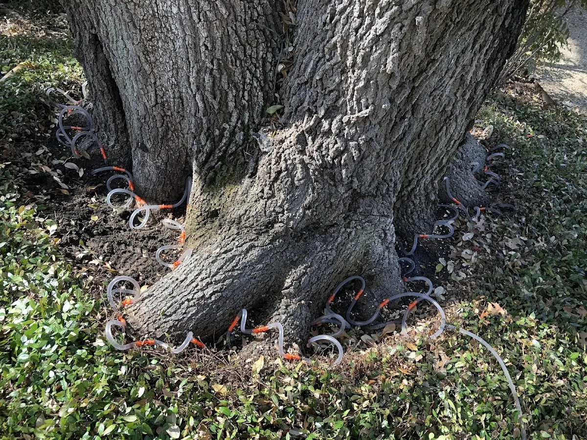 Detailed Tree Cabling and Bracing job site in Fort Bragg
